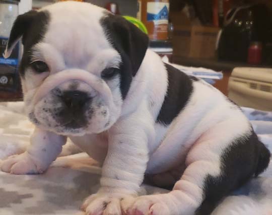 Remo Gaggi new bulldog puppy